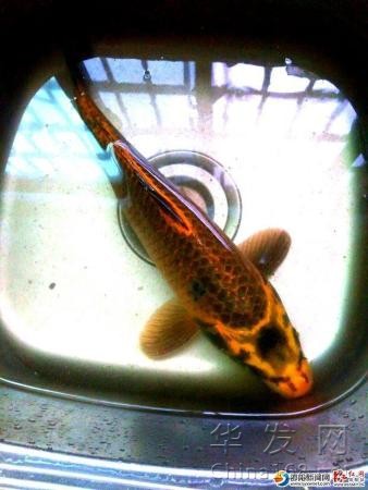 600x450_BMHD6IGV00AP0001.jpg