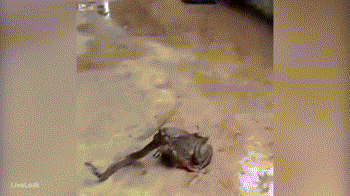 453_77974_269784.gif