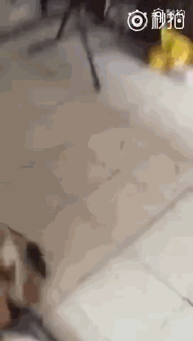 t01c6b0fe01172cc510.gif